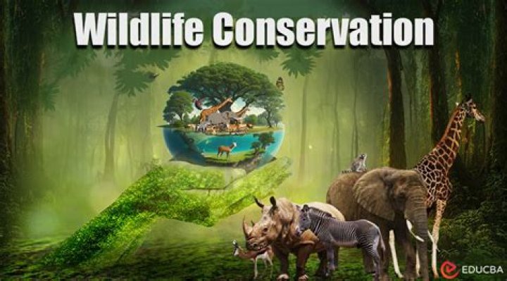 TickZoo: Your Ultimate Guide to Exploring the World of Wildlife Conservation and Education